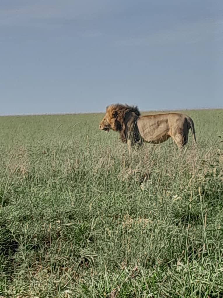 Lion Pride