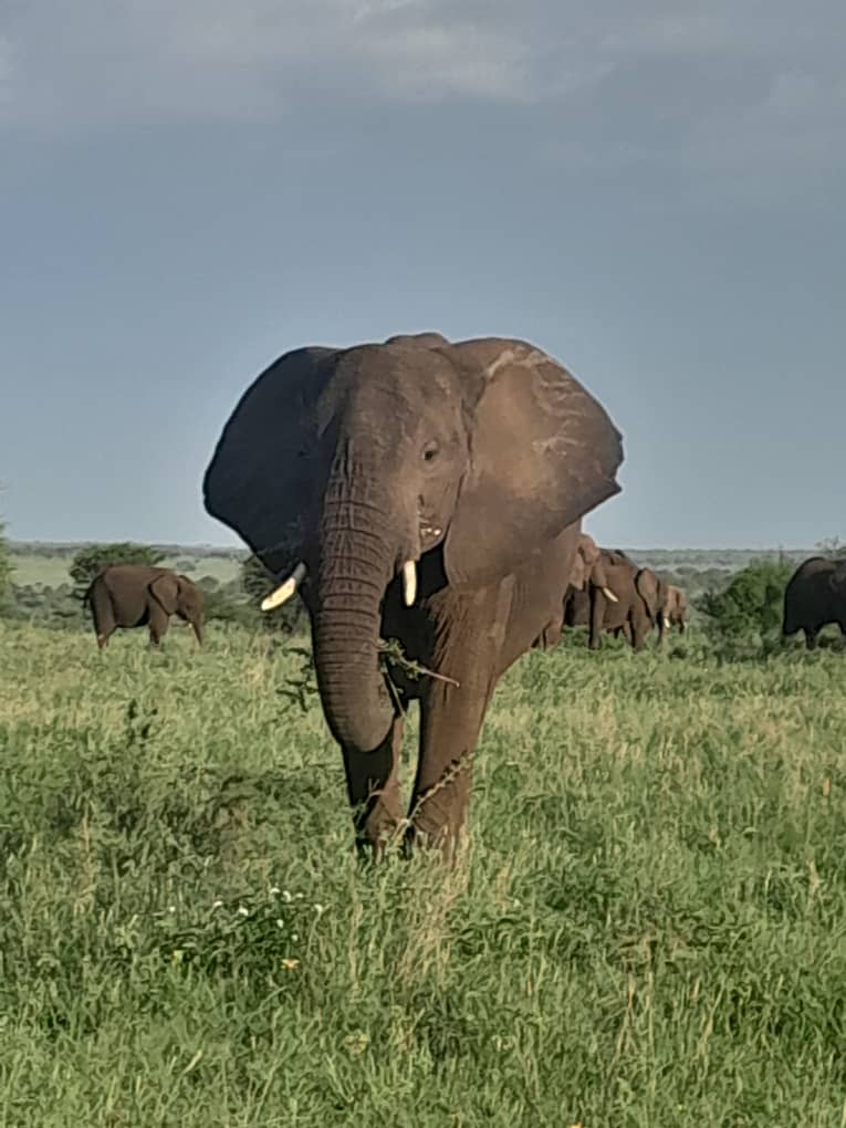 Elephant Herd