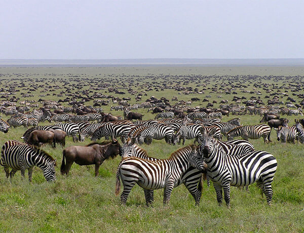 Serengeti Sunset